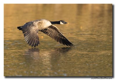Grote Canadese Gans - Canada Goose