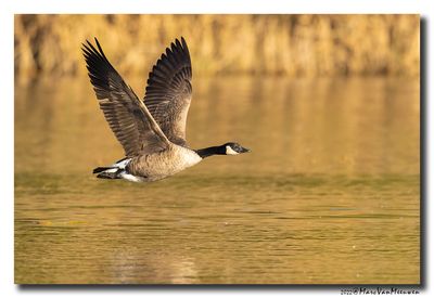 Grote Canadese Gans - Canada Goose
