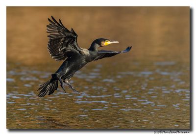 Aalscholver - Great Cormorant