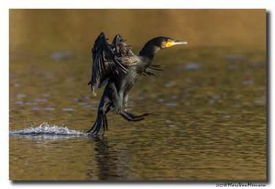 Aalscholver - Great Cormorant