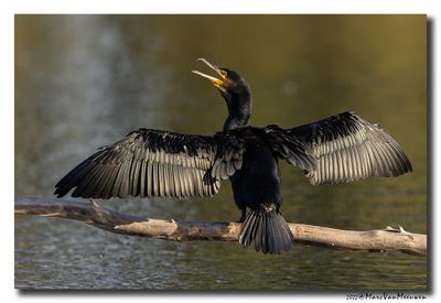 Aalscholver - Great Cormorant