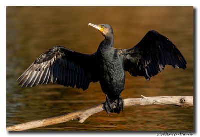Aalscholver - Great Cormorant