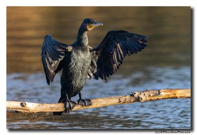 Aalscholver - Great Cormorant
