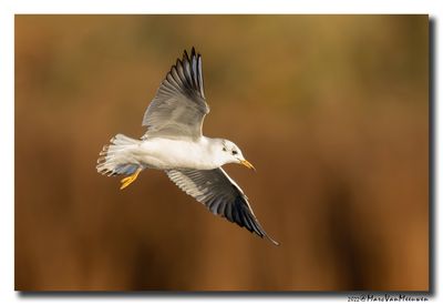 Kokmeeuw - Black-headed Gull