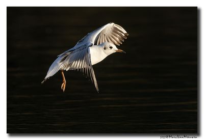 Kokmeeuw - Black-headed Gull