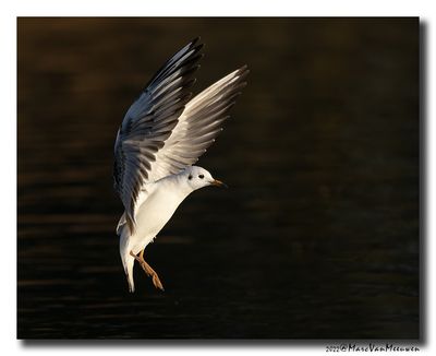 Kokmeeuw - Black-headed Gull