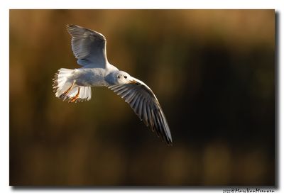 Kokmeeuw - Black-headed Gull
