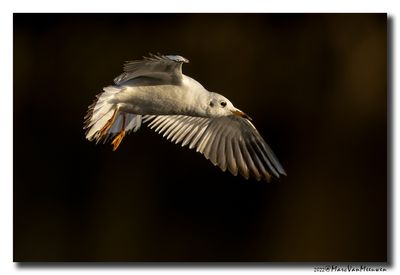 Kokmeeuw - Black-headed Gull