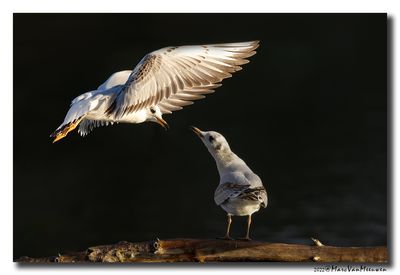 Kokmeeuw - Black-headed Gull