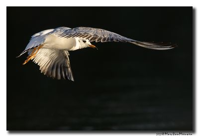 Kokmeeuw - Black-headed Gull