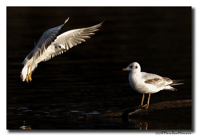 Kokmeeuw - Black-headed Gull