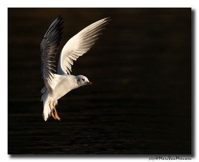 Kokmeeuw - Black-headed Gull