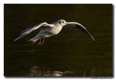 Kokmeeuw - Black-headed Gull