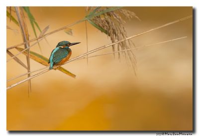 Ijsvogel - Kingfisher