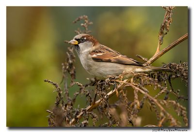 Huismus - House Sparrow