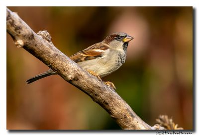 Huismus - House Sparrow