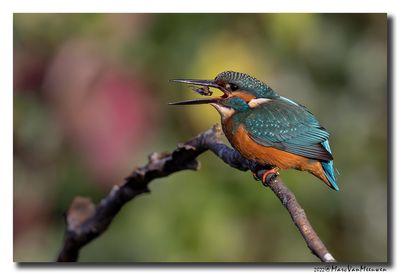 Ijsvogel - Kingfisher