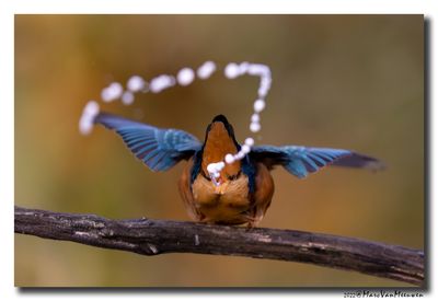 Ijsvogel - Kingfisher