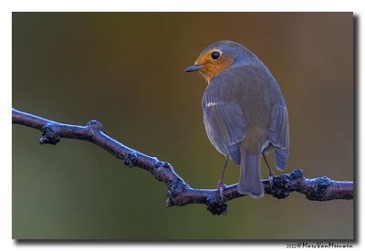 Roodborst - Robin