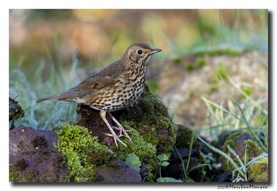 Zanglijster - Song Thrush