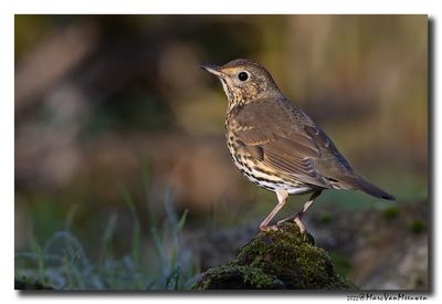 Zanglijster - Song Thrush
