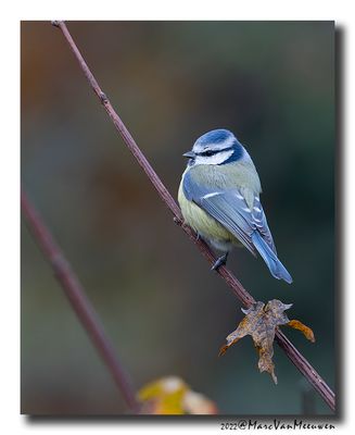 Pimpelmees - Blue Tit