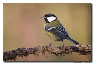 Koolmees - Great Tit