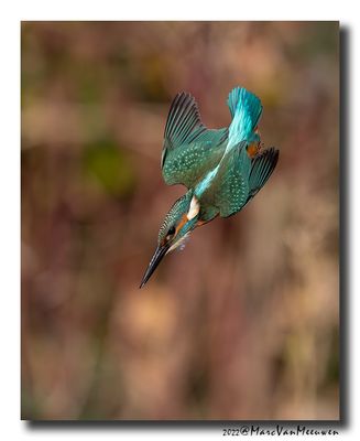 Ijsvogel - Kingfisher