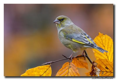 Groenling - Greenfinch