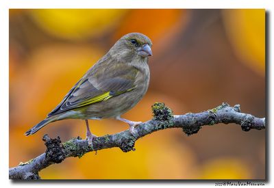Groenling - Greenfinch
