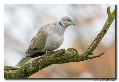 Turkse Tortel - Collared Dove