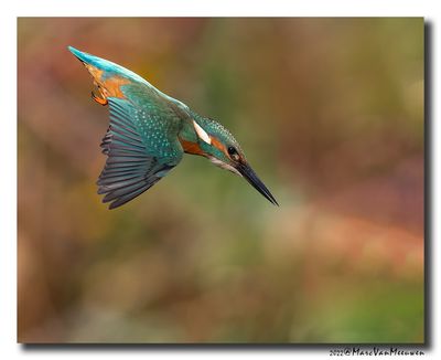 Ijsvogel - Kingfisher