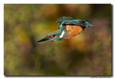 Ijsvogel - Kingfisher