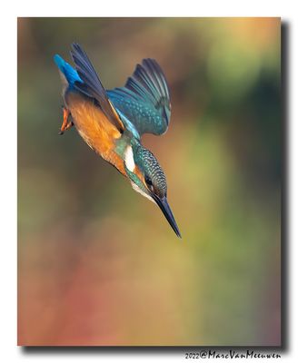 Ijsvogel - Kingfisher