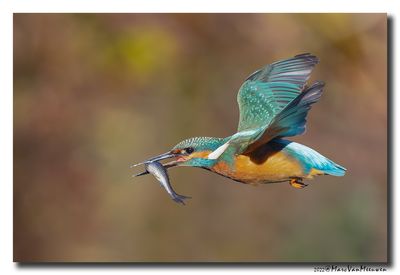 Ijsvogel - Kingfisher