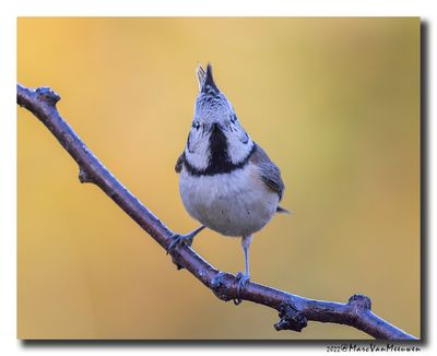 Kuifmees - Crested Tit
