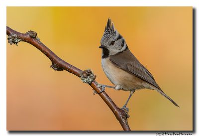 Kuifmees - Crested Tit