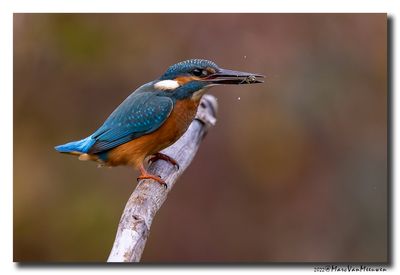 Ijsvogel - Kingfisher