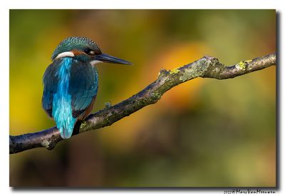 Ijsvogel - Kingfisher