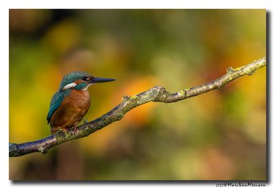 Ijsvogel - Kingfisher