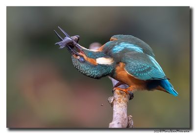 Ijsvogel - Kingfisher