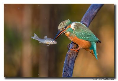 Ijsvogel - Kingfisher