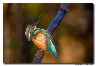 Ijsvogel - Kingfisher