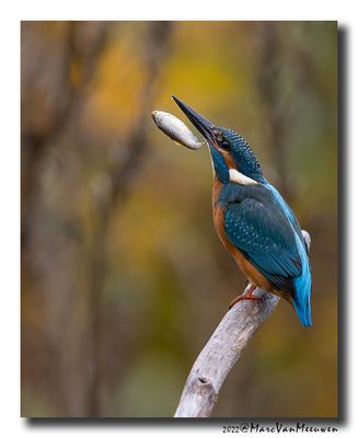 Ijsvogel - Kingfisher