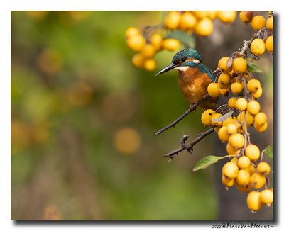 Ijsvogel - Kingfisher