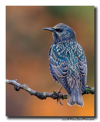 Spreeuw - Starling