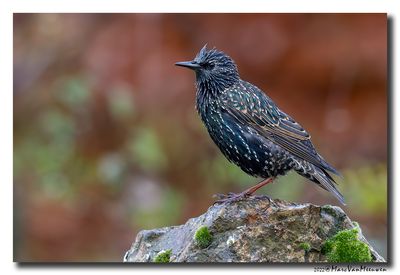 Spreeuw - Starling