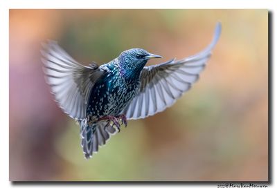 Spreeuw - Starling