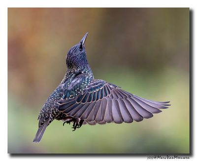 Spreeuw - Starling