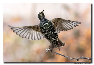 Spreeuw - Starling